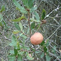 quercus berberidifolia